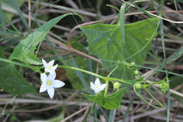 Image of Zehneria cunninghamii F. Müll.