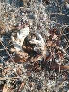 Image of giant pocket gopher