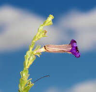 Imagem de Peliostomum virgatum E. Mey. ex Benth.