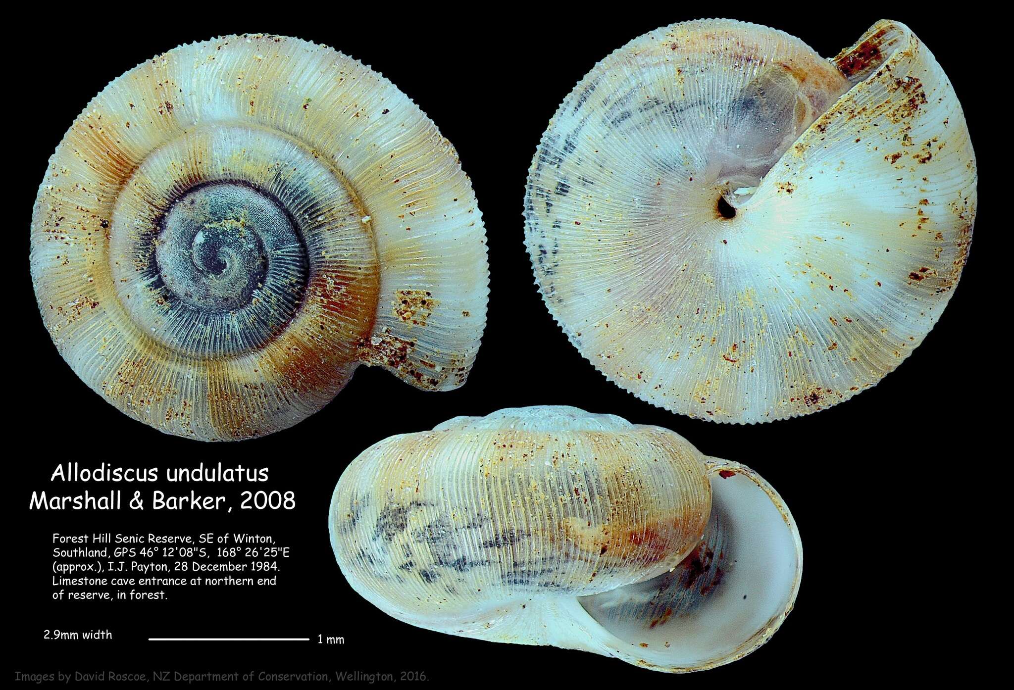 Image of Allodiscus undulatus B. A. Marshall & Barker 2008