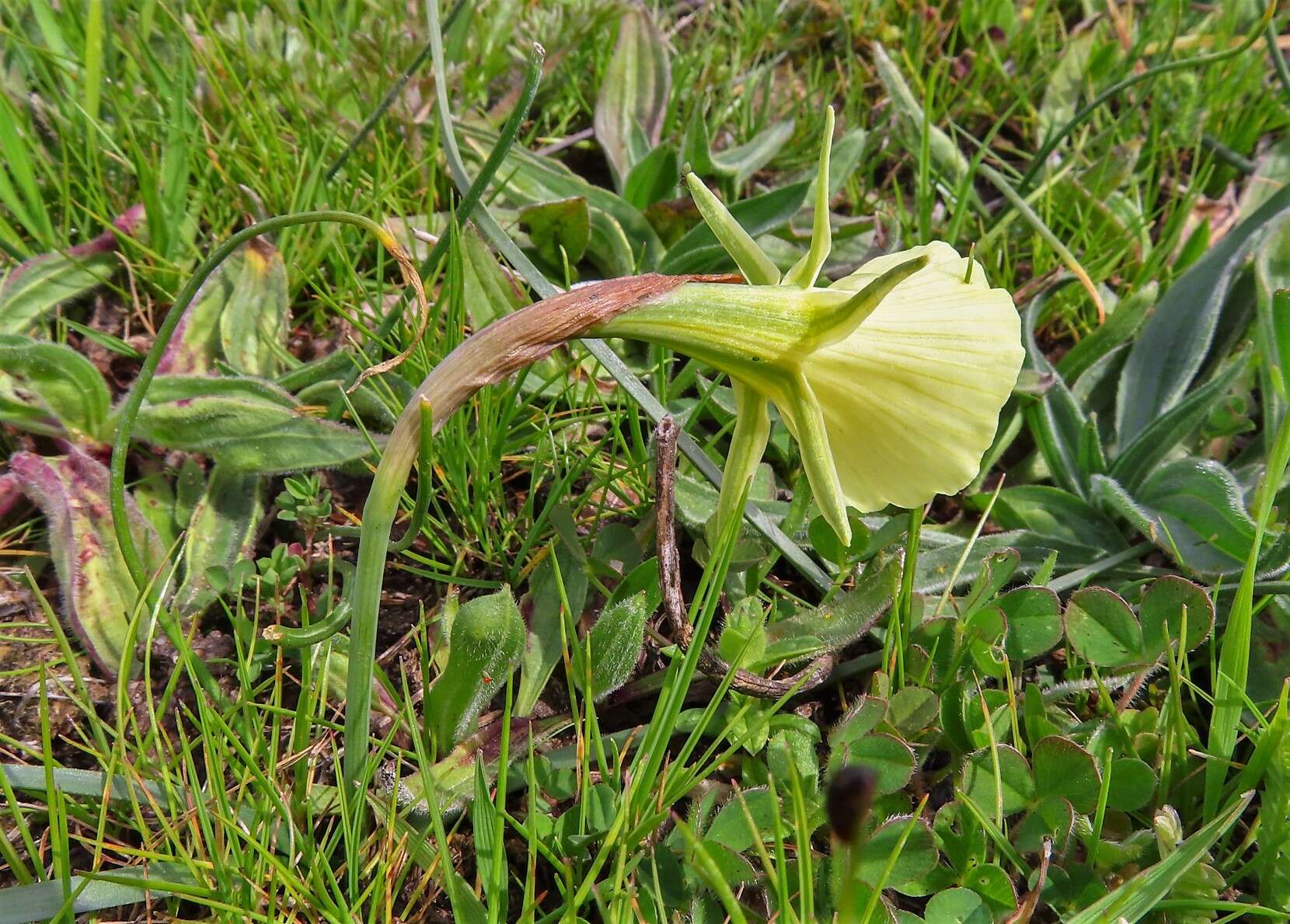 Narcissus bulbocodium subsp. bulbocodium的圖片