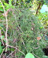 Image of Mycosyringaceae