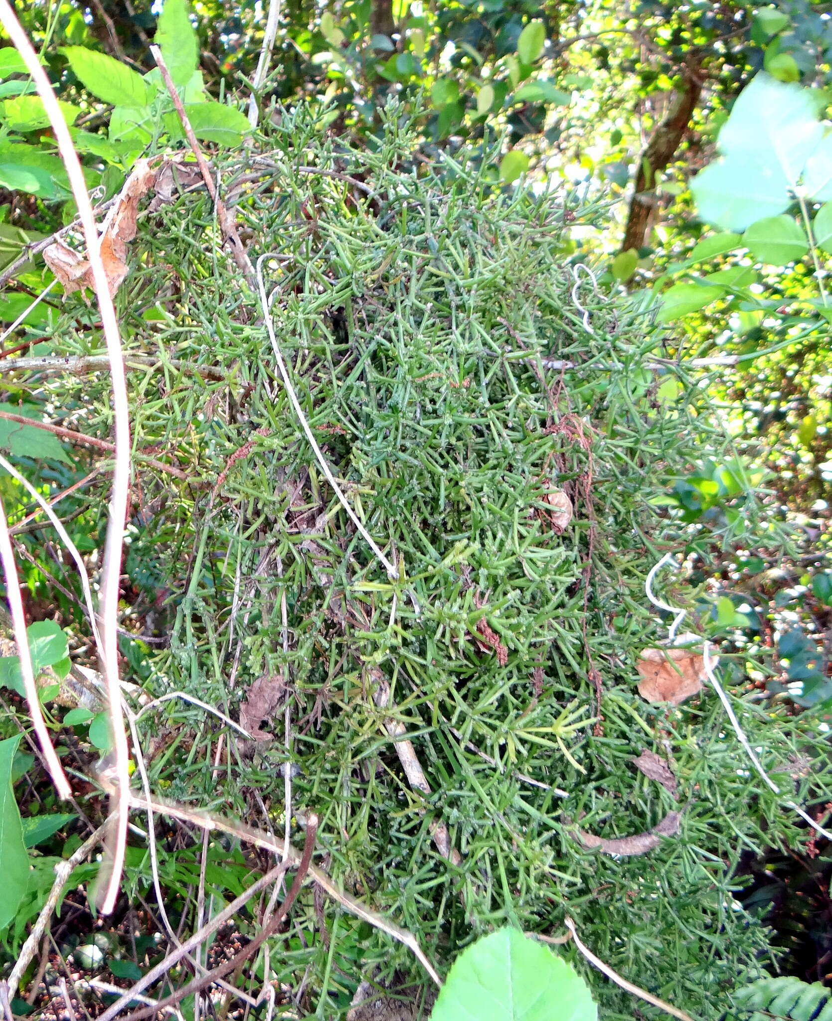 Mycosyringaceae resmi