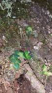 Image of Bulbophyllum forsythianum Kraenzl.