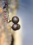 Image of Enerthenema papillatum