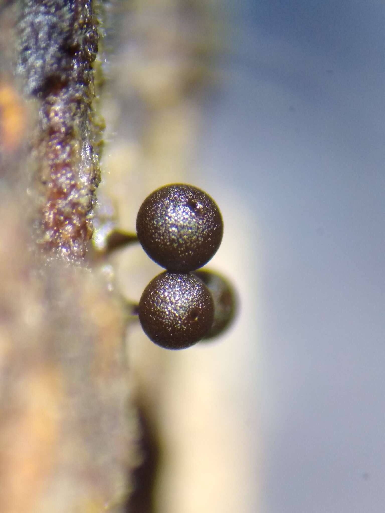 Image of Enerthenema papillatum