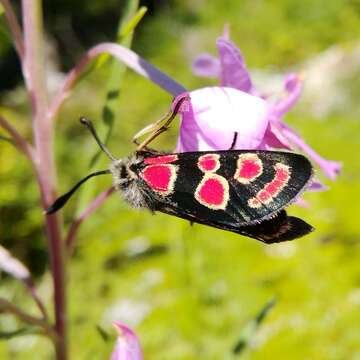 Image of Zygaena carniolica Scopoli 1763