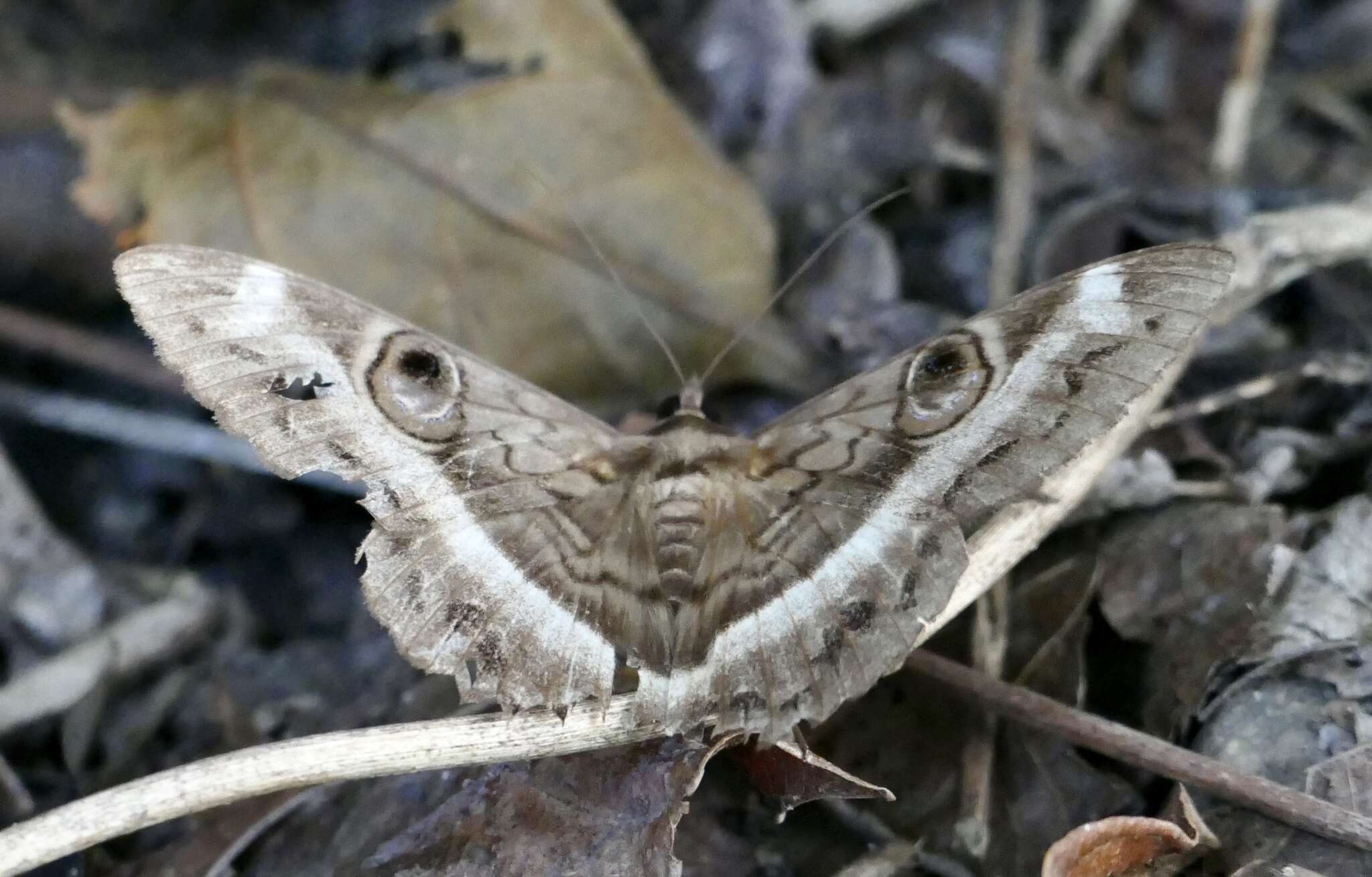 Imagem de Cyligramma magus Guenée 1842