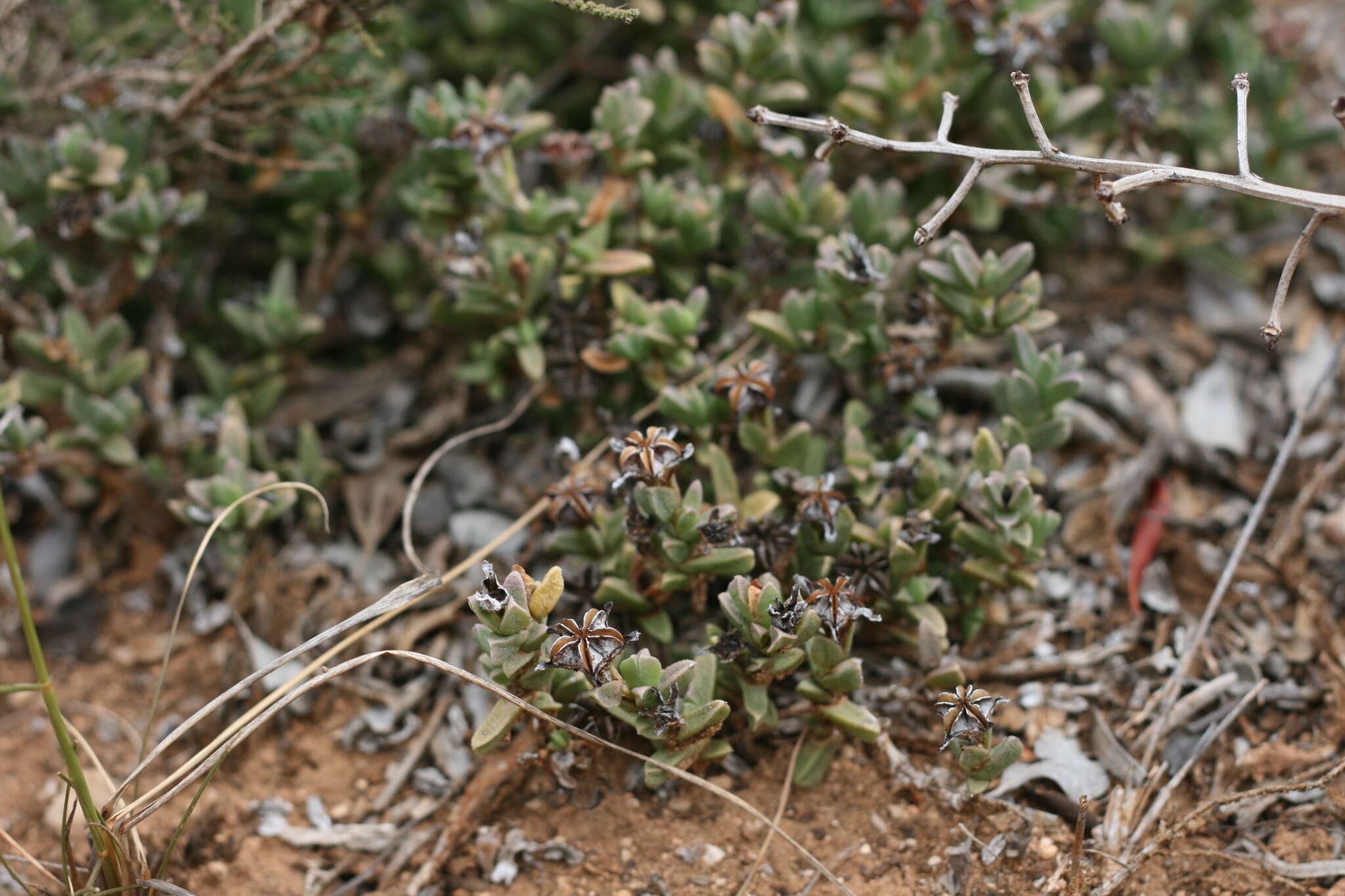 Imagem de Ruschia cymbifolia (Haw.) L. Bol.