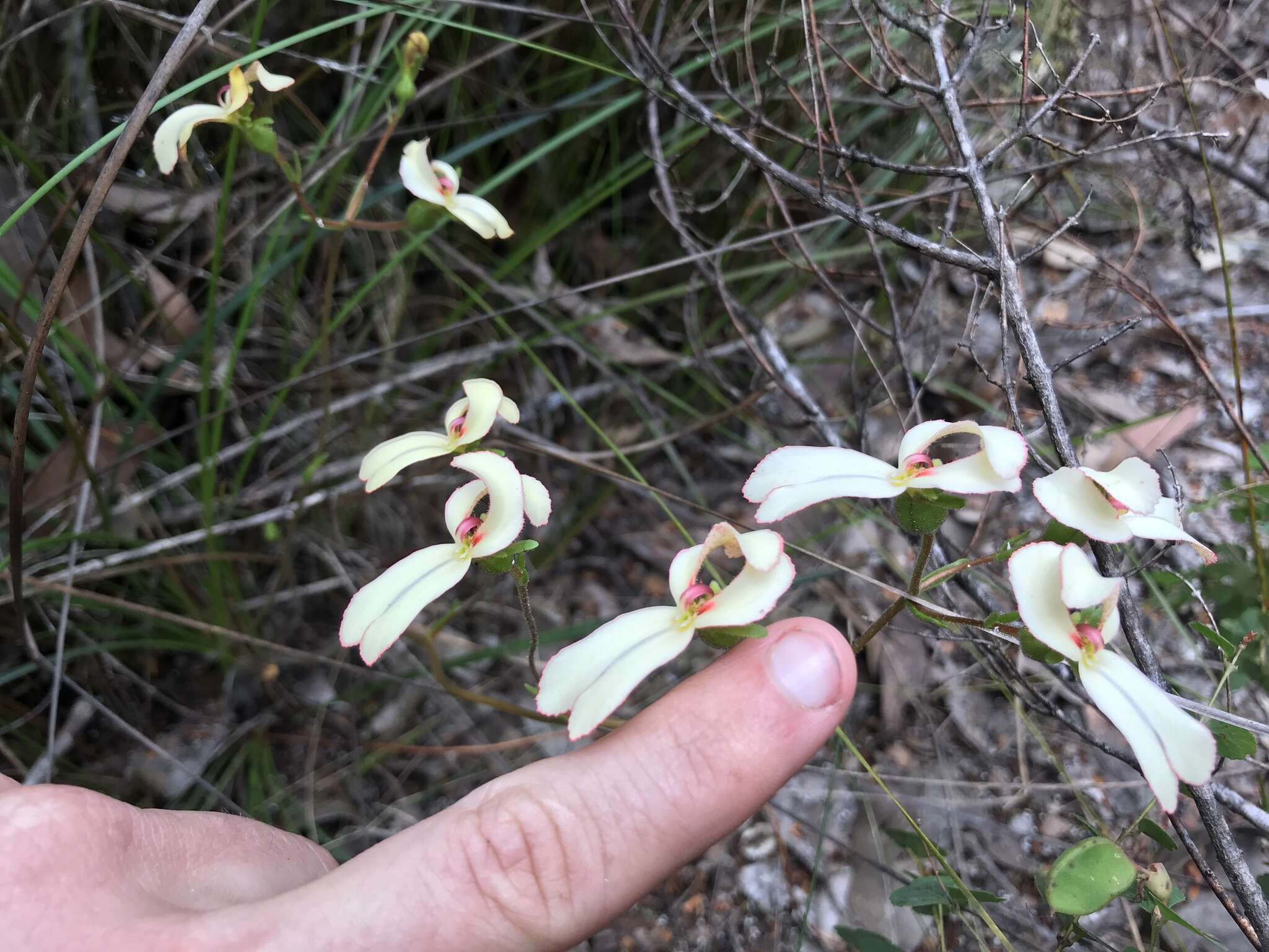 Image of Stylidium schoenoides DC.