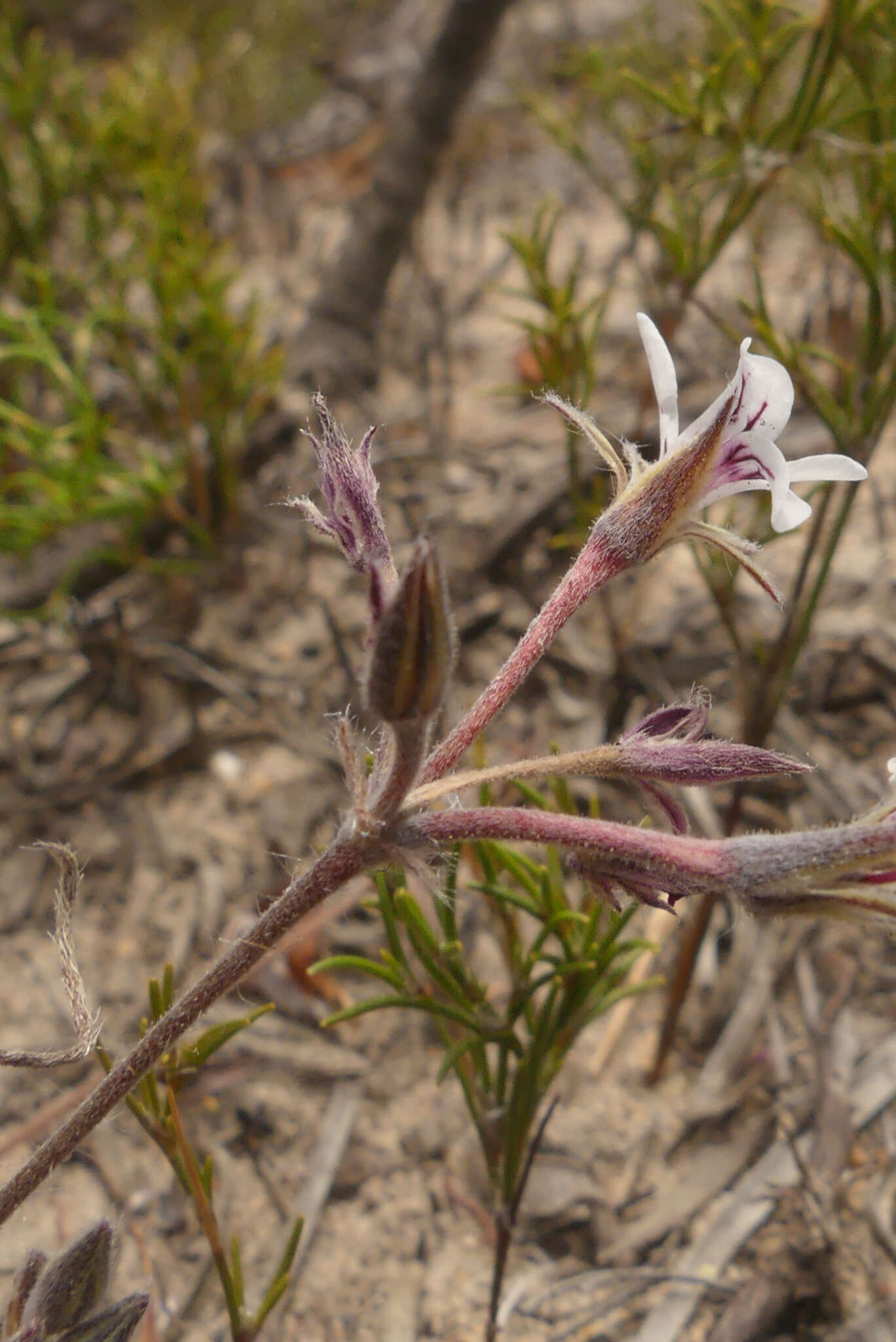 Image of Pelargonium caledonicum L. Bolus