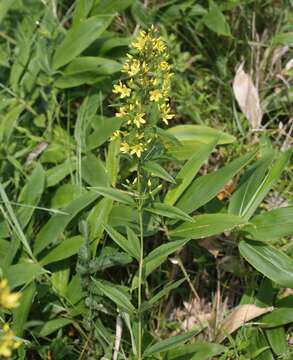 Image of Lysimachia davurica Ledeb.