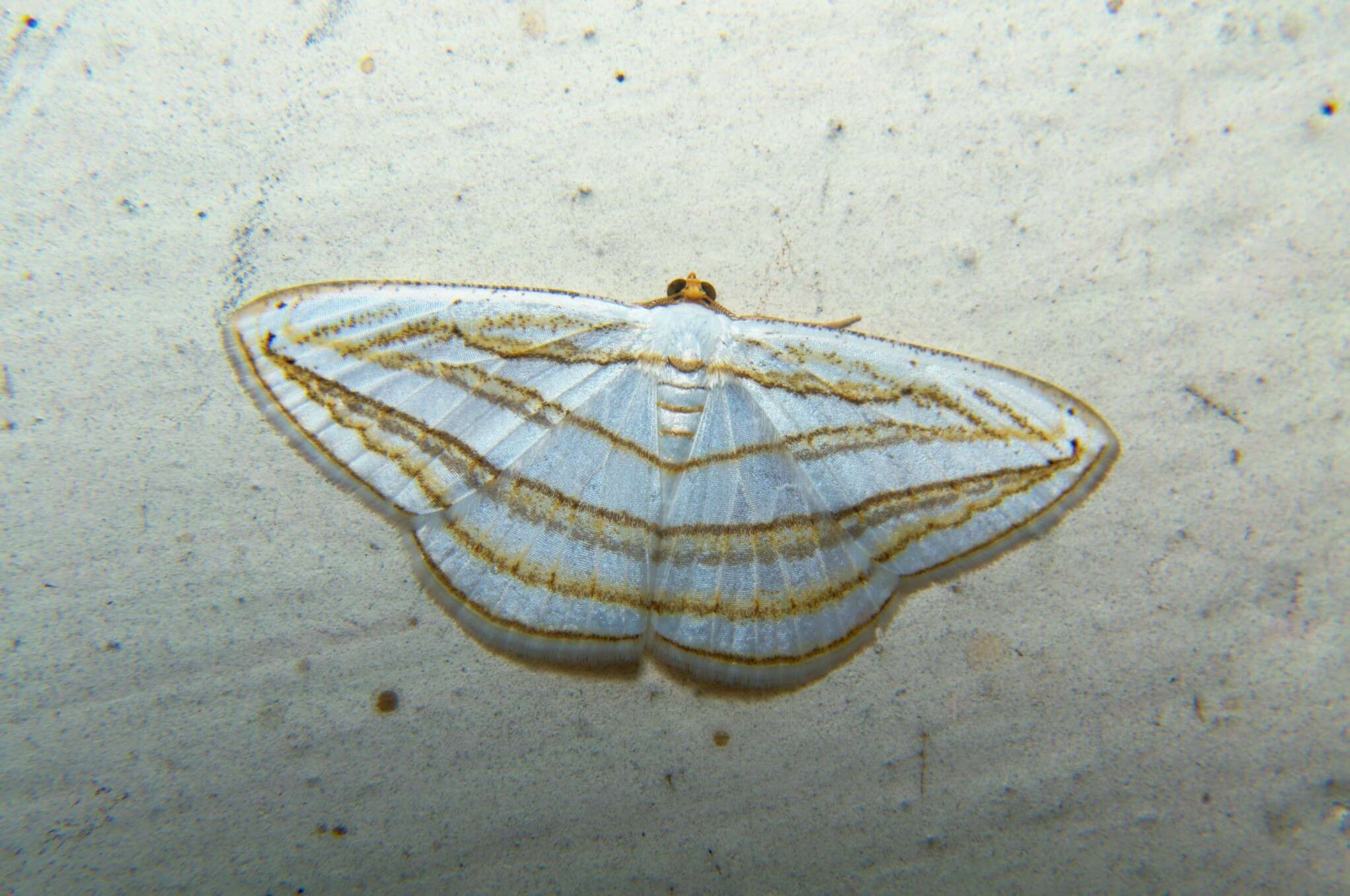 Sivun <i>Orthocabera sericea</i> kuva