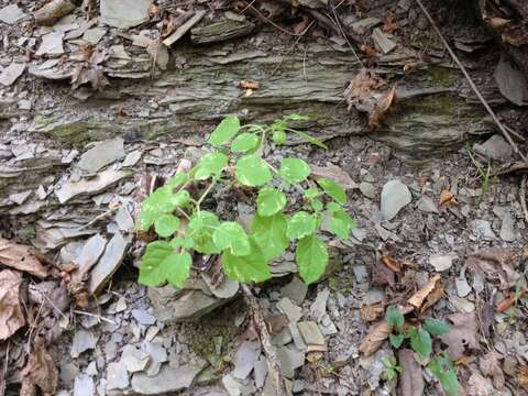 Physalis missouriensis Mackenzie & Bush的圖片