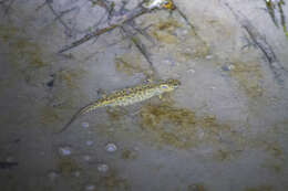 Image of Southern Crested Newt