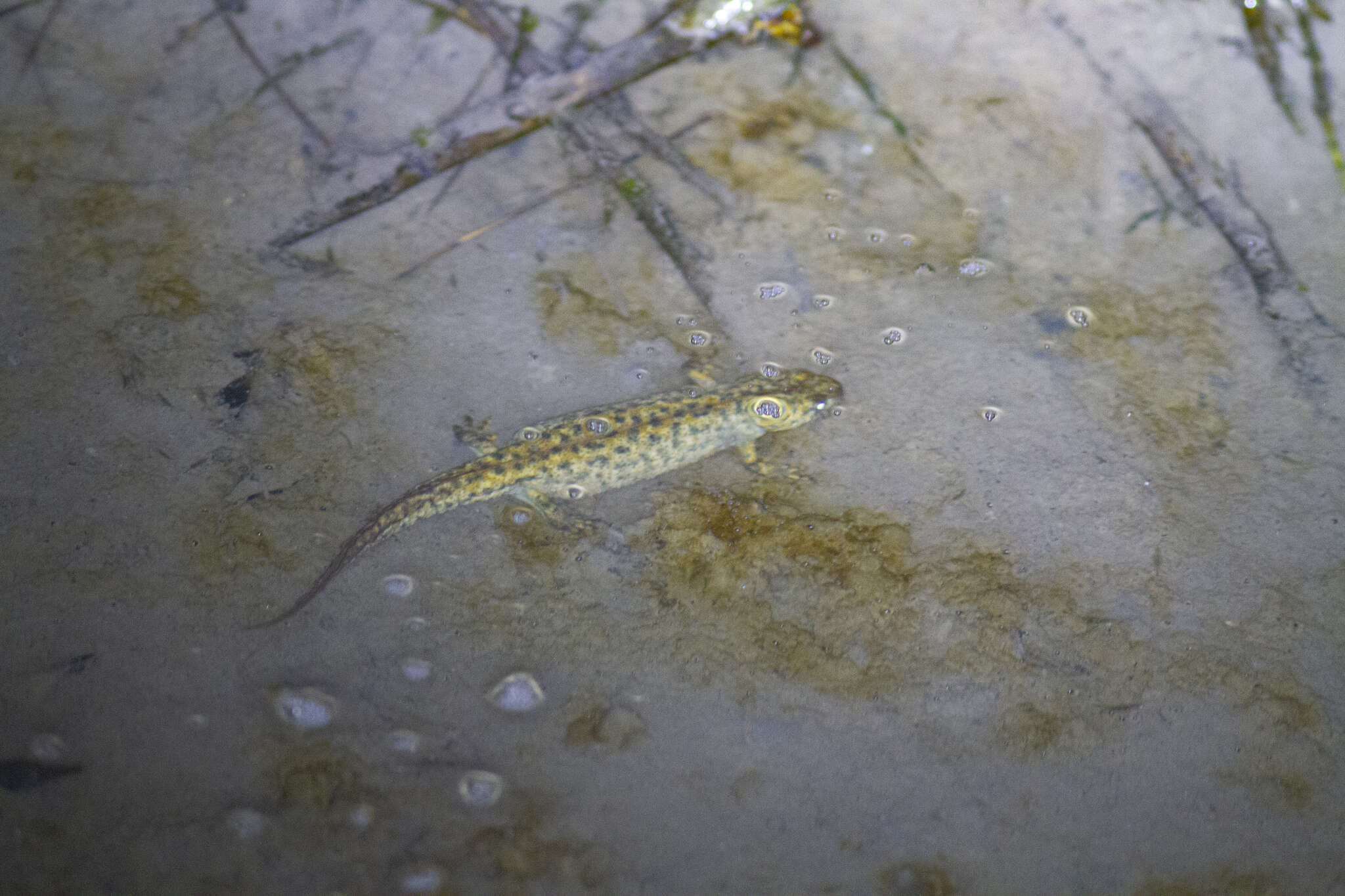 Image of Southern Crested Newt