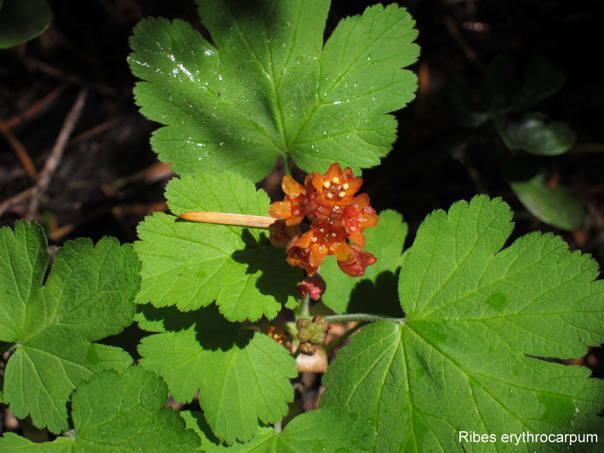 Image of Crater Lake currant