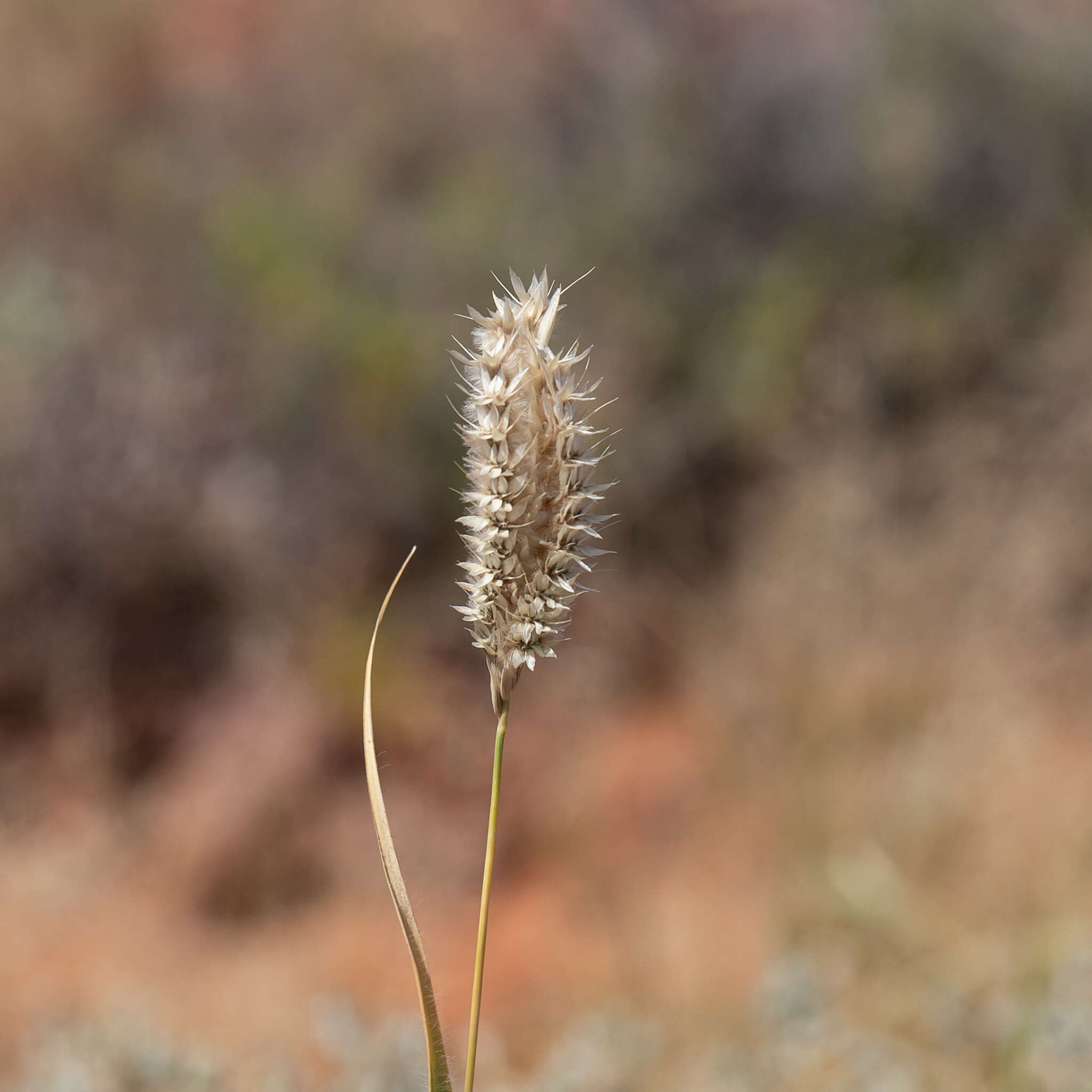 Слика од Astrebla pectinata (Lindl.) F. Muell. ex Benth.