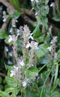 Image of Isoglossa substrobilina subsp. tenuispicata I. Darbysh.