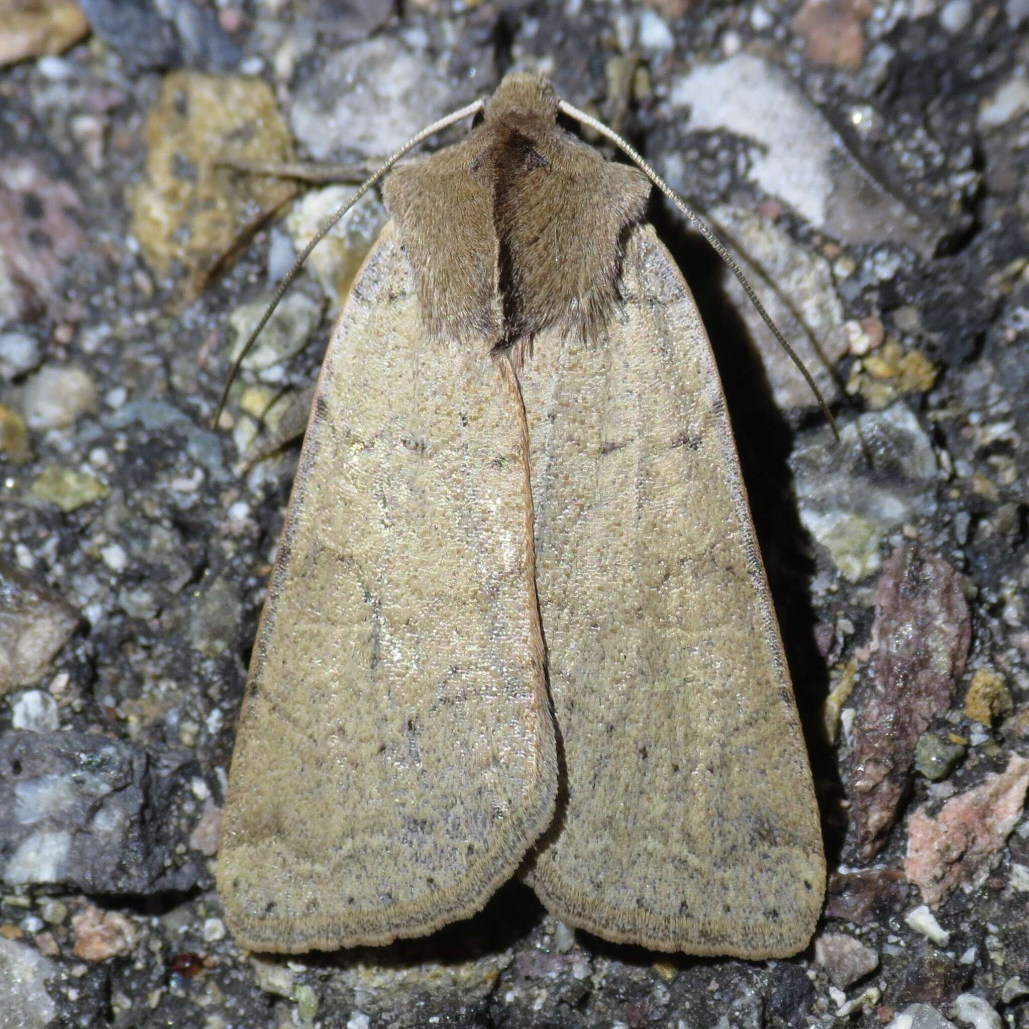 Image of Richia chortalis Harvey 1875