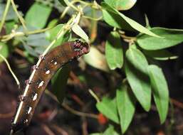 Image of Macroglossum corythus Walker 1856