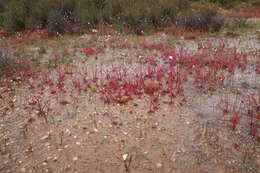 Image of Drosera alba Phill.