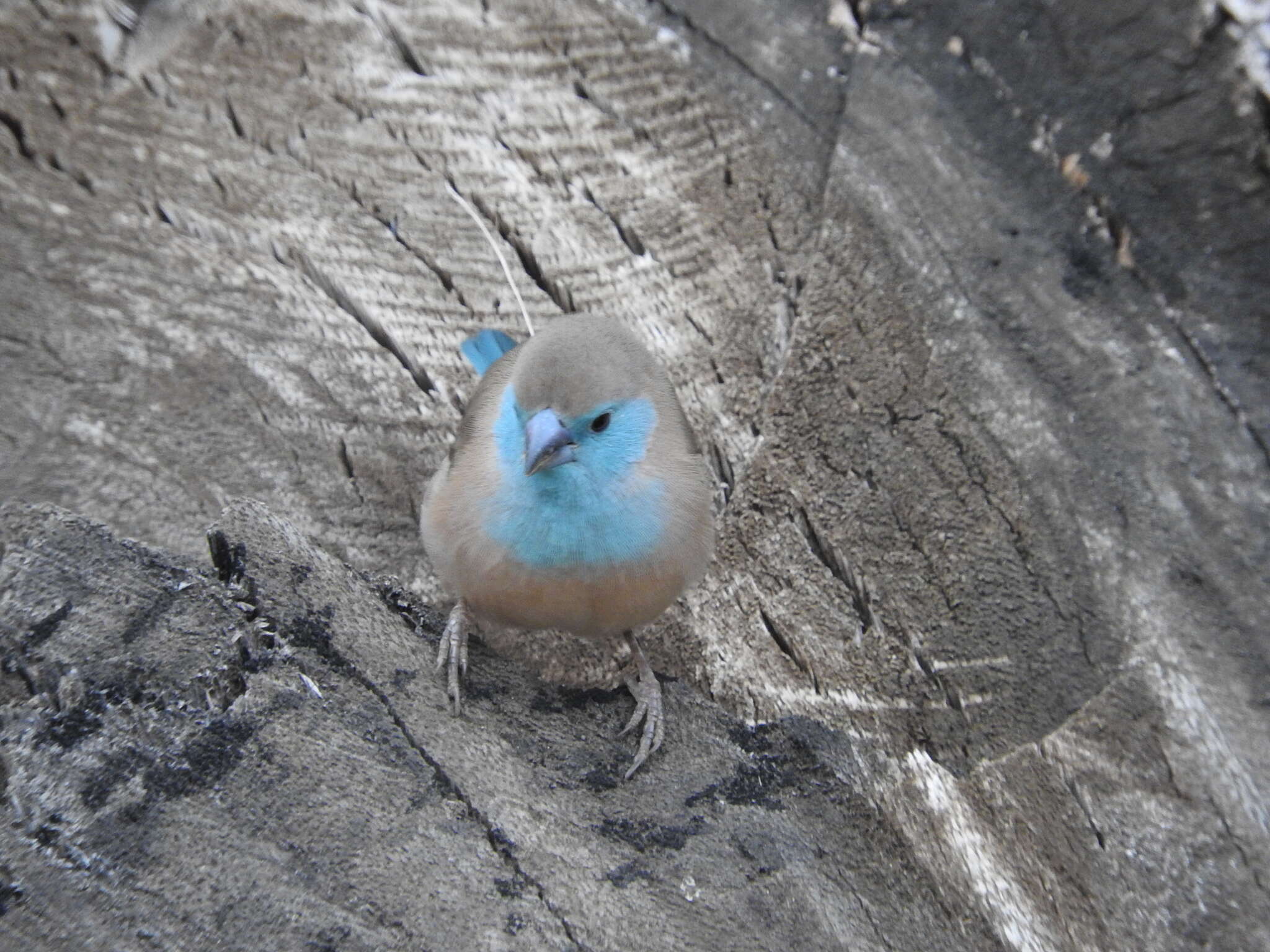 Image of Blue Waxbill