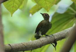 Image of Little Green Woodpecker