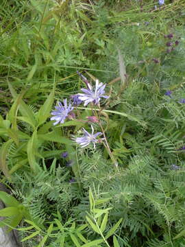 Image of Lactuca sibirica (L.) Maxim.