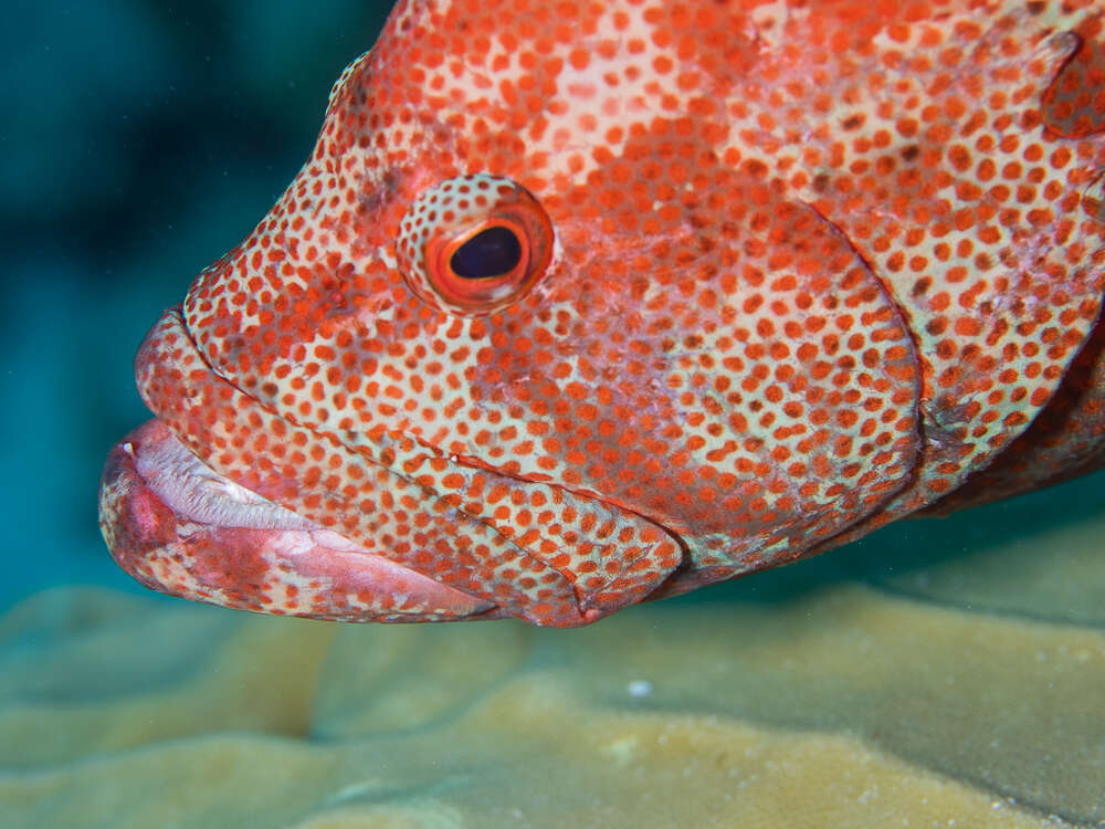 Image of Peacock rockcod