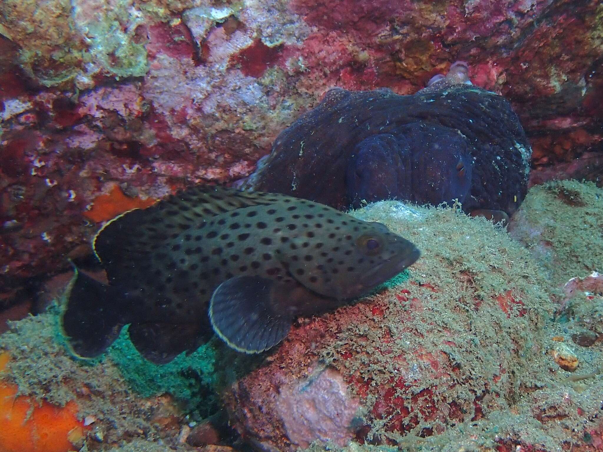 Image of Palemargin grouper