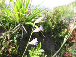 Imagem de Silene ciliata subsp. graefferi (Guss.) Nyman