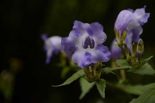 Strobilanthes atropurpurea Nees resmi