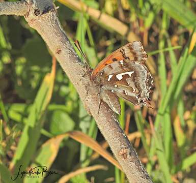 Image of Phasis thero (Linnaeus 1764)