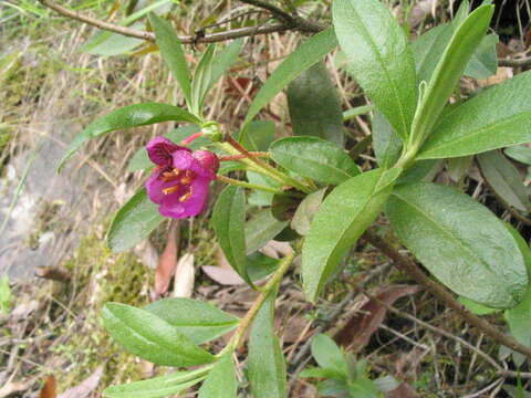 Image of Scaly Rhododendron