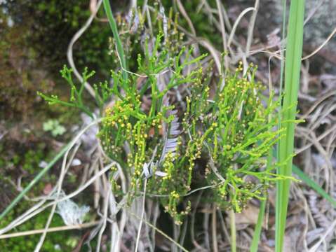 Image of whisk fern