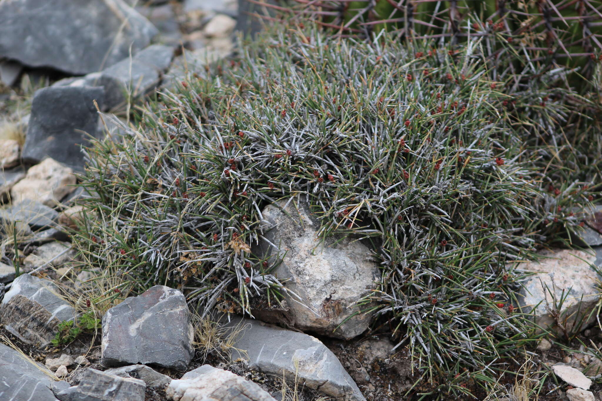 Image of Ephedra compacta Rose