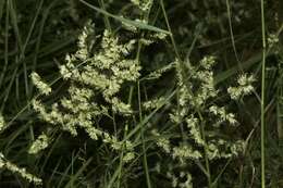 Image of African lovegrass