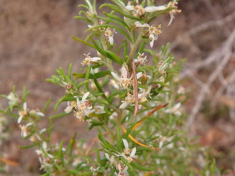 Image of Twiggy Daisy-bush