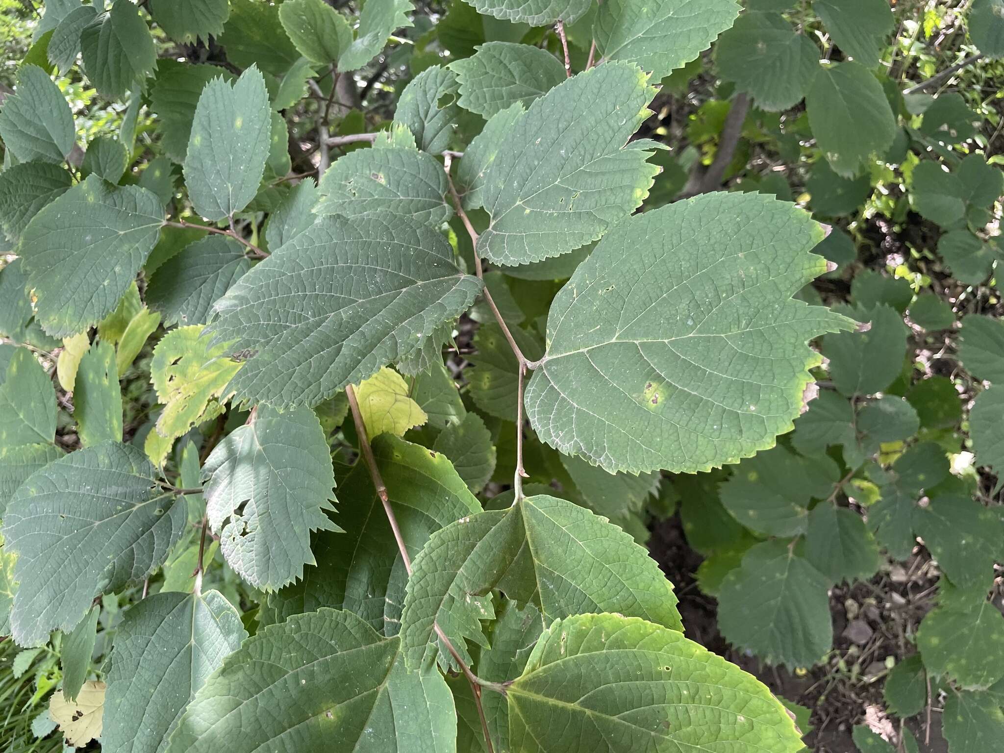 Image of Celtis koraiensis Nakai