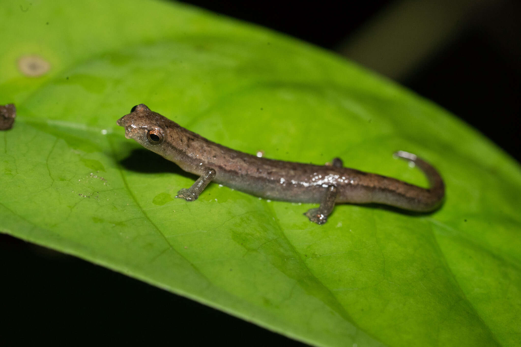 Image of Common Dwarf Salamander