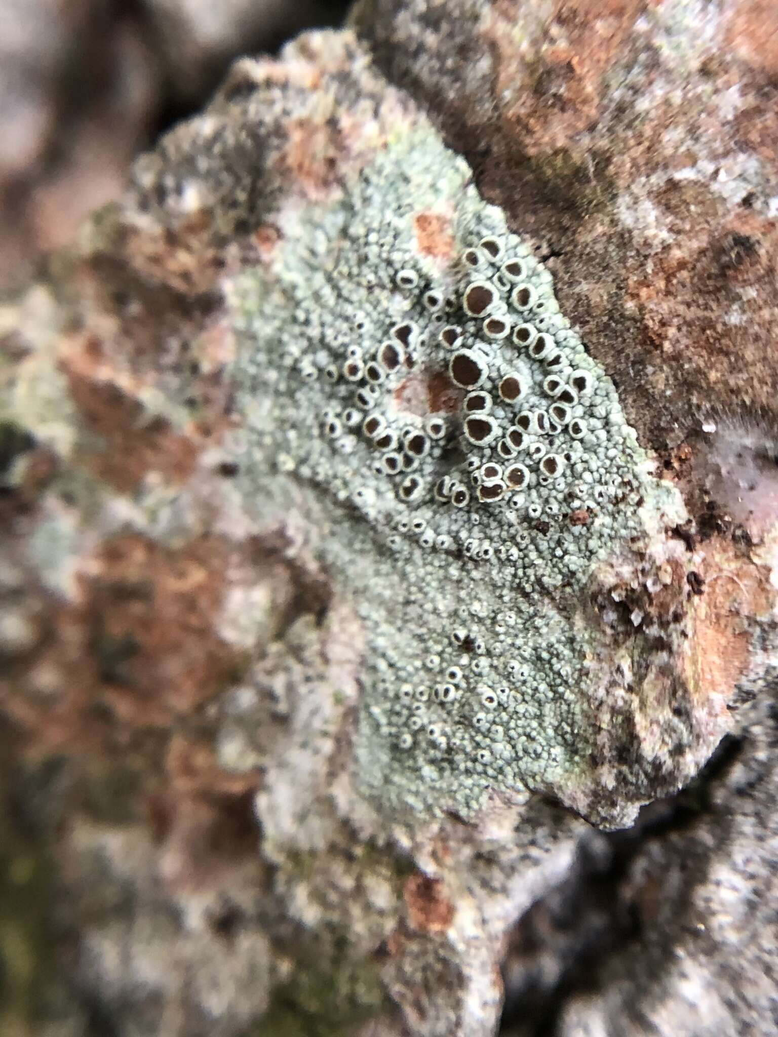 Image of Beaded rim-lichen;   Rim lichen