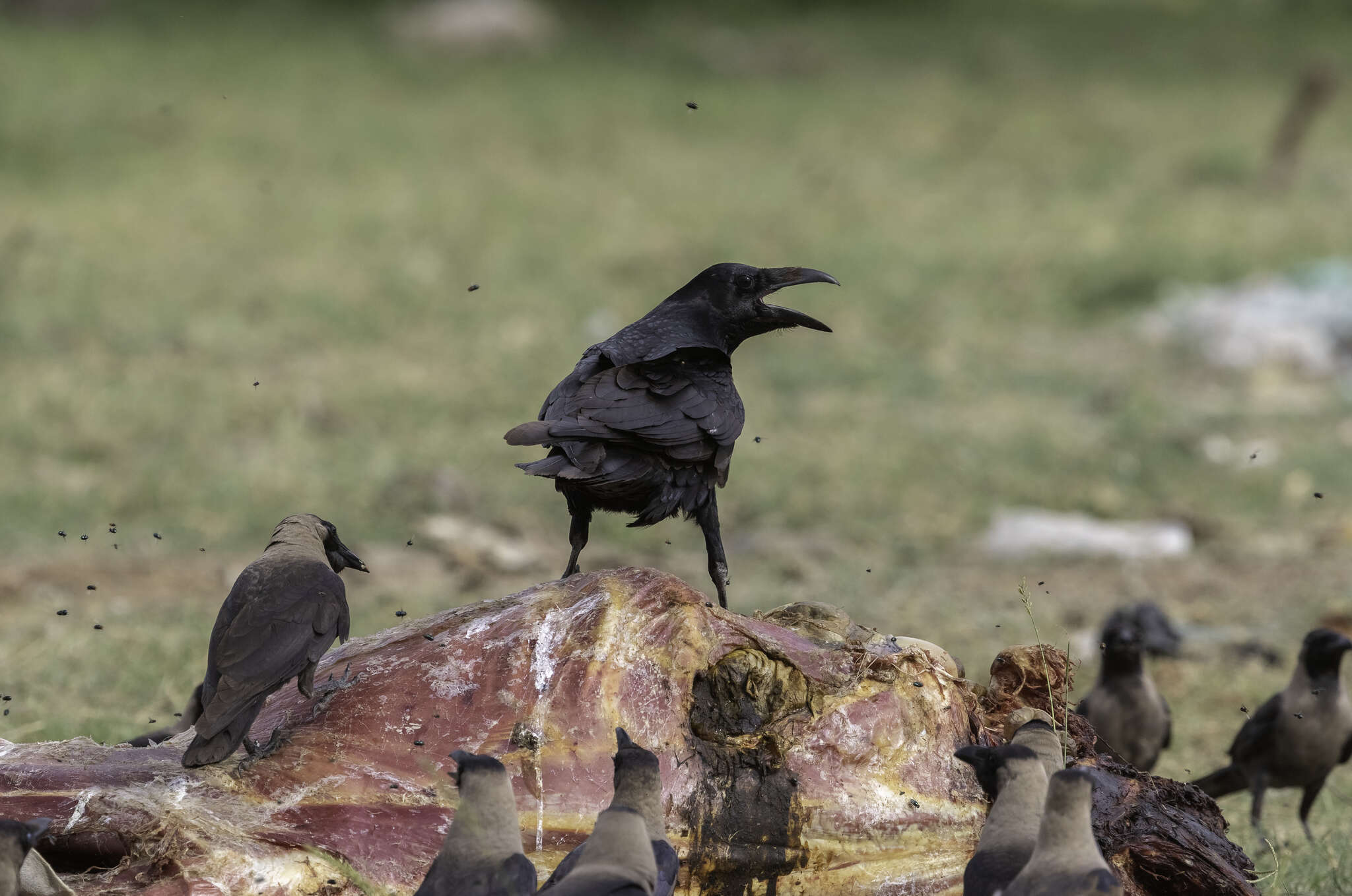 Plancia ëd Corvus corax laurencei Hume 1873