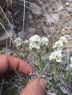 Image of mountain cryptantha