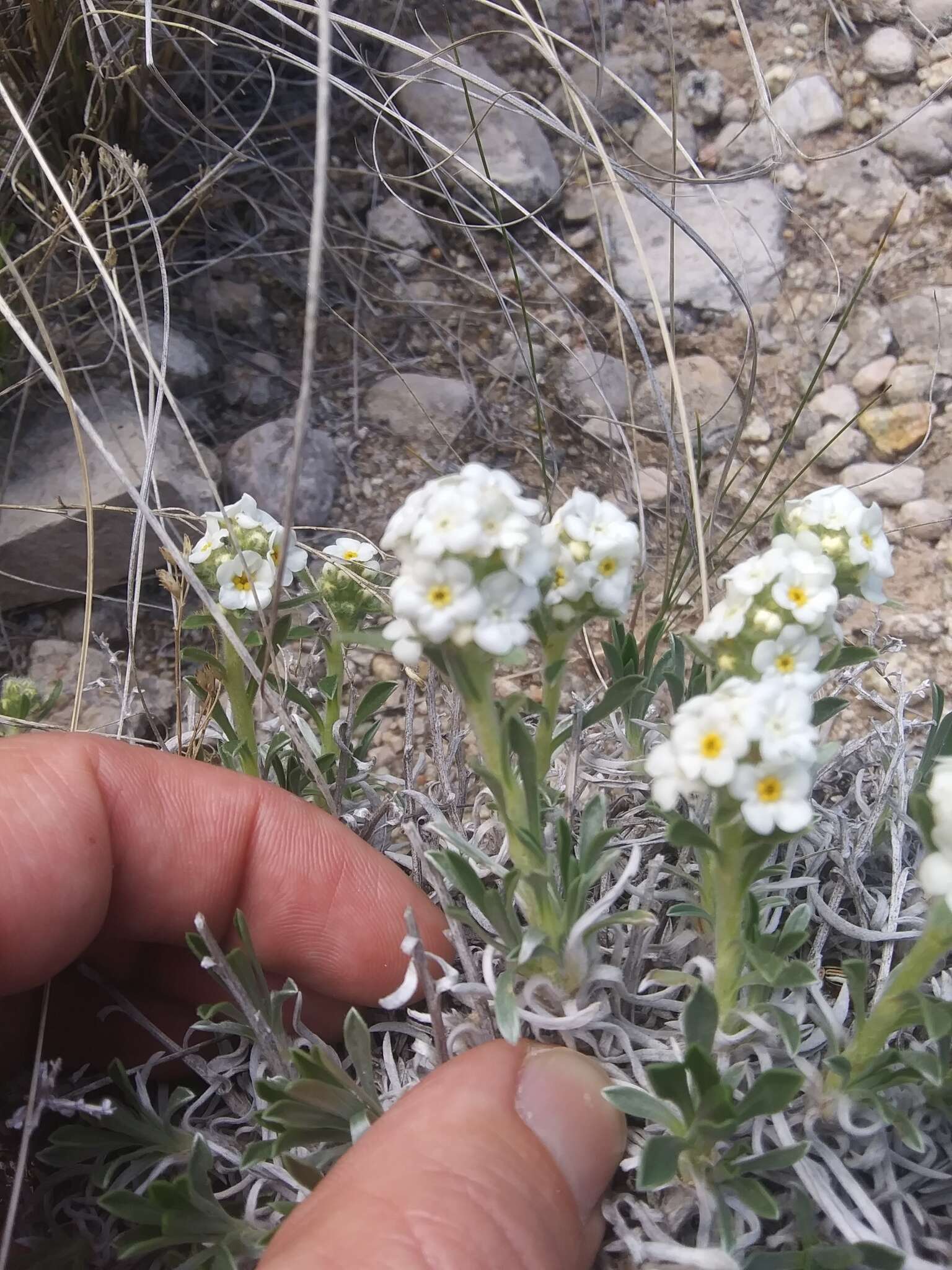 Plancia ëd Oreocarya cana A. Nels.