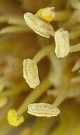 Image of Colchicum melanthioides subsp. melanthioides