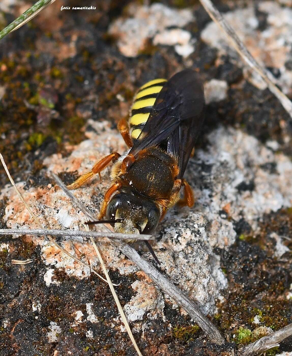 Image of Rhodanthidium septemdentatum (Latreille 1809)