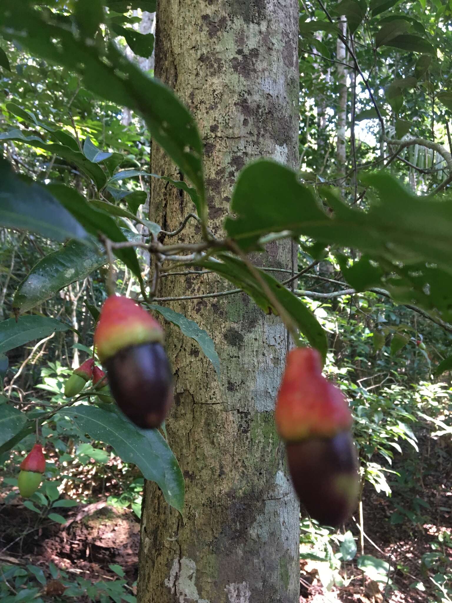 Image of Ocotea ciliata L. C. S. Assis & Mello-Silva