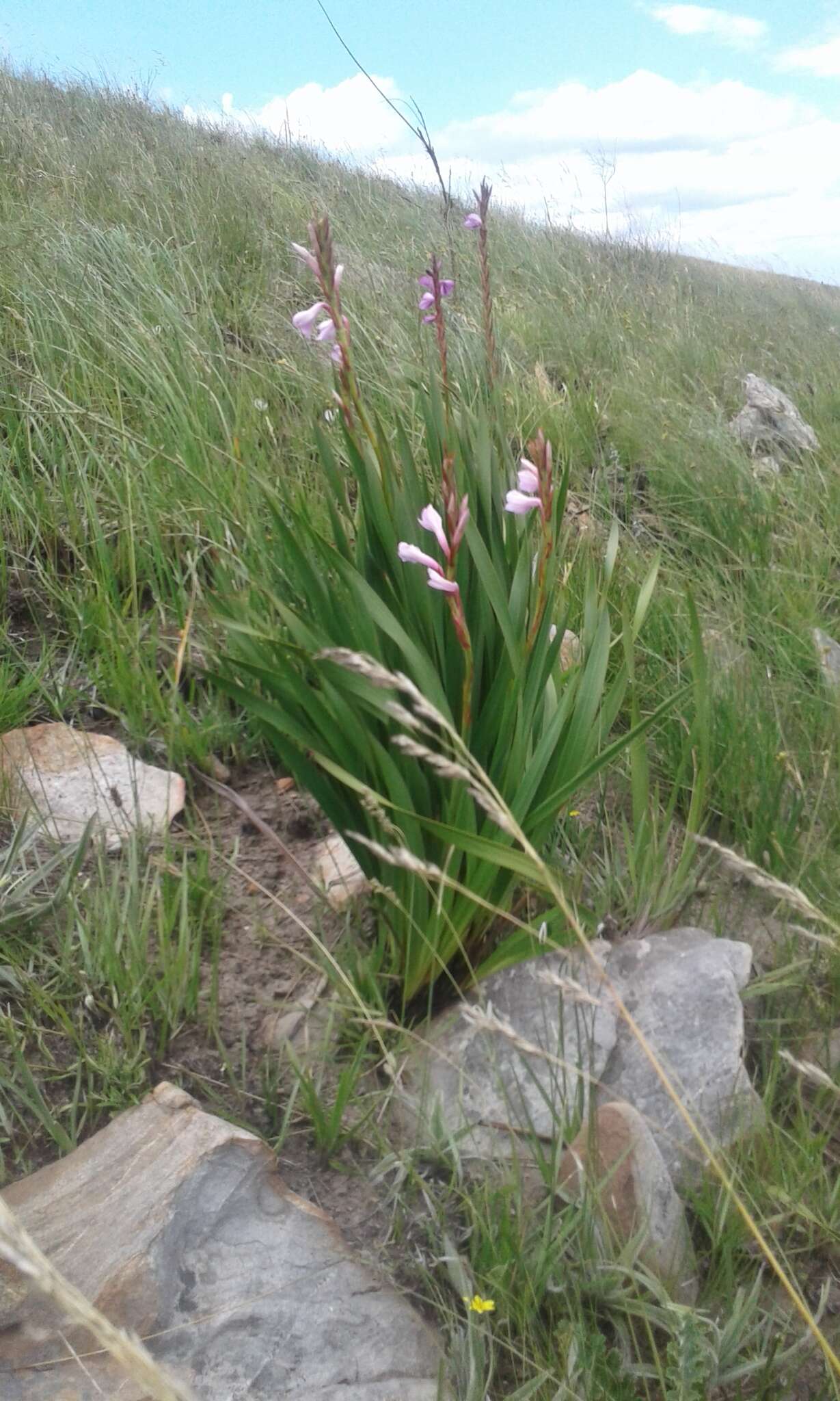 Image of Watsonia knysnana L. Bolus