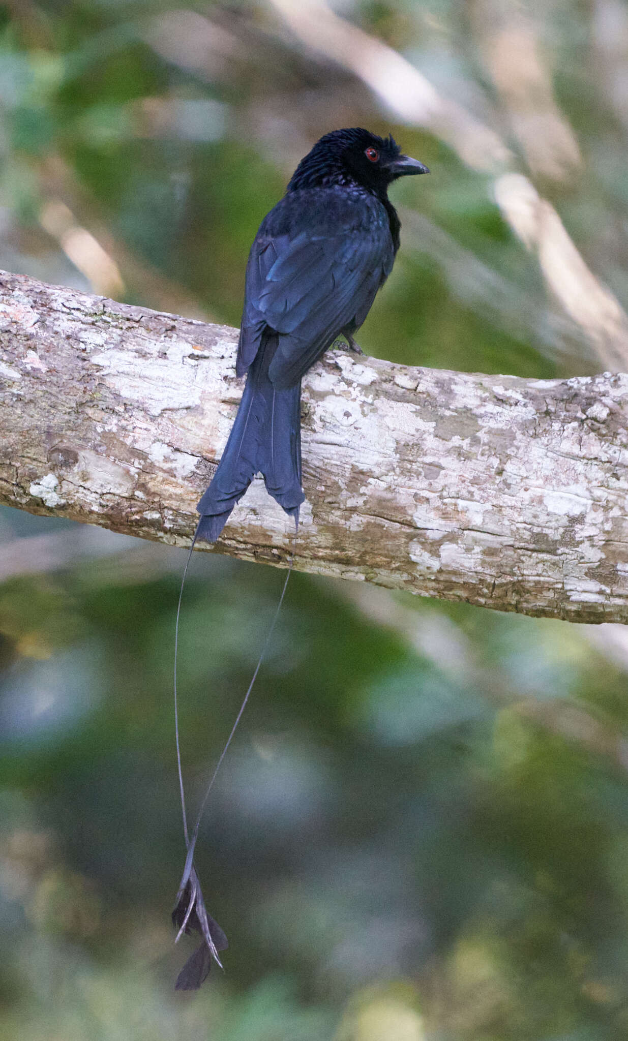 Image of Greater Racket-tailed Drongo